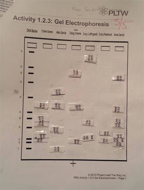 Gel Electrophoresis Worksheet Answers E Street Light