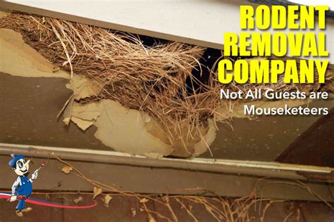 How to Get Rid of Attic Rats Quick