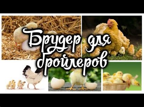 "Домик "для цыплят бройлеров - YouTube