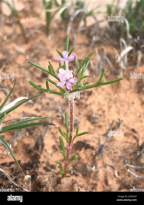 Dwarf Ipomopsis Ipomopsis Pumila Plantae Stock Photo Alamy