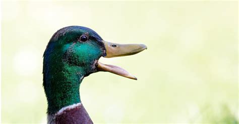 Duck Teeth: A Look Inside Their Mouth - A-Z Animals