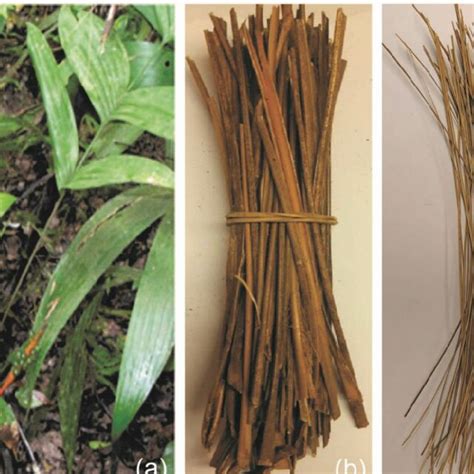 planta de ubim  caule  fibras extraida  caule