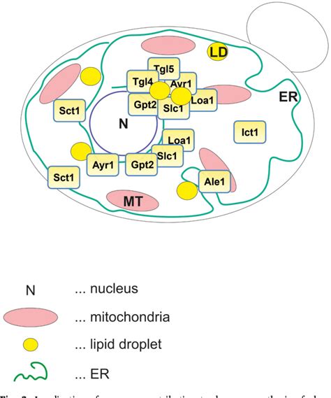 Figure 1 from Phosphatidic acid biosynthesis in the model organism ...