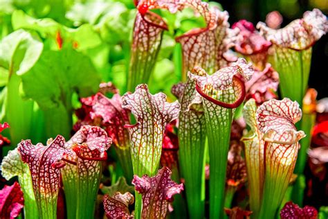 How To Grow Pitcher Plants at Jessica Zelman blog
