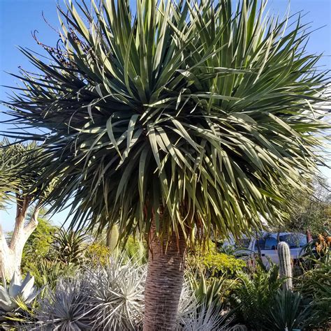Dracaena Cinnabari Trees 6