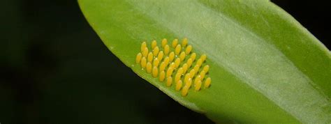 Butterfly Lifecycle • Coffs Harbour Butterfly House