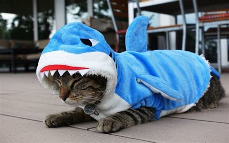 Cat wearing shark costume | Cat shark costume, Pet costumes, Cat costumes