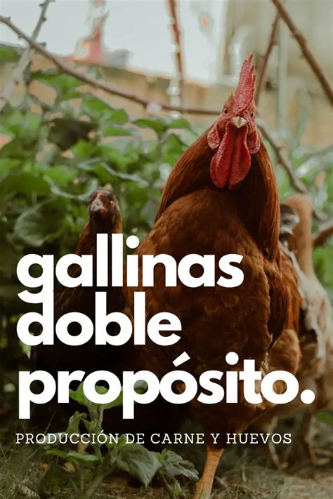 Gallina Isa Brown Una De Las Mejores Ponedoras Del Mundo