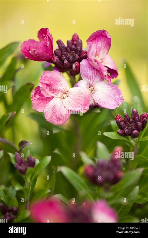 Deep Pink Stock Photos & Deep Pink Stock Images - Alamy