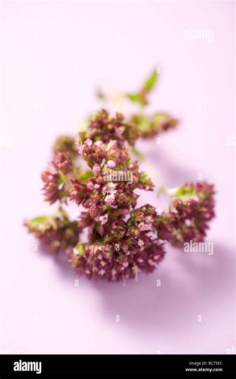 thyme flowers vulgaris  res stock photography  images alamy