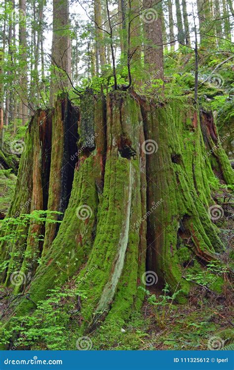 Large Old Tree Stump In Coastal Forest Stock Photo Image Of Green