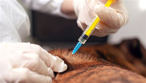 Импортные вакцины: как быть с вывозом животных из страны