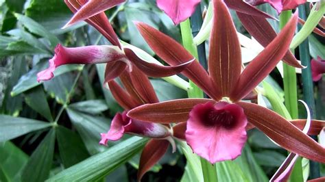 Orchid Show Botanical Garden St Louis | Fasci Garden