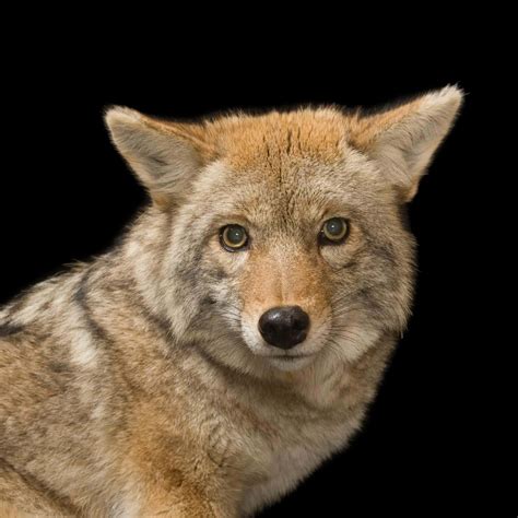 Download Coyote scanning the night sky for prey | Wallpapers.com