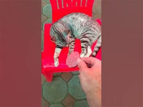 котику снится колбаска #шорты #котик #сны #прикол #мемы_тикток # ...