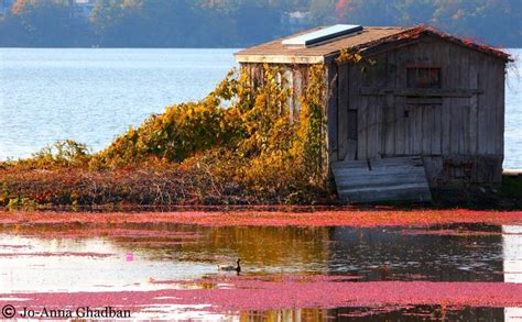 Cape Cod Cranberry Crop Cranberry Bog Beautiful Places To Visit