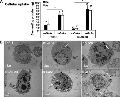 A Use Of ICP OES To Quantify The THP 1 And BEAS 2B Contents Of Ga And