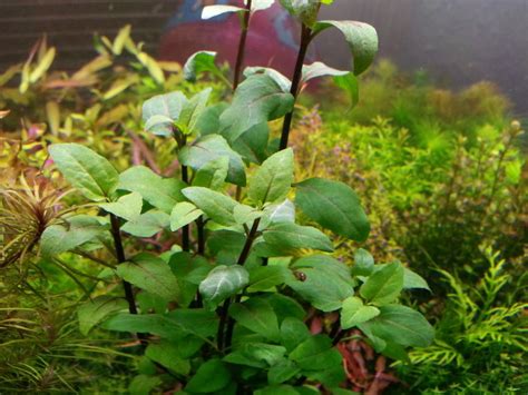 Acmella Repens aquarium plant | AquaTank Rare Aquarium Plants