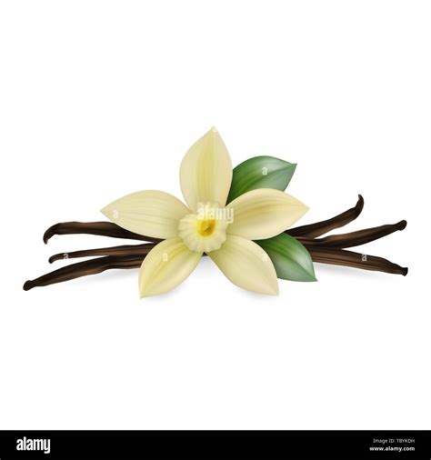 Vector D Realistic Composition With Sweet Scented Fresh Vanilla Flower