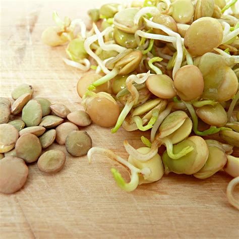 How To Store Cooked Lentils Storables