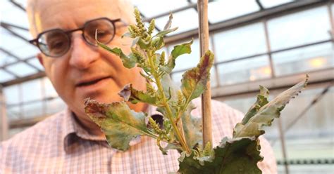 Uw Madison Professor Creates Beet That Actually Tastes Good