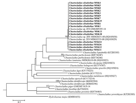 Maximum Likelihood ML Tree Ln Likelihood 3624 3 Of The Genus