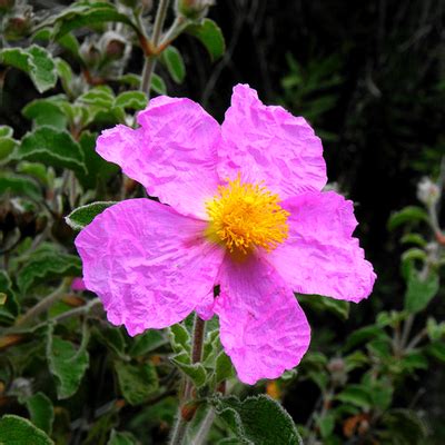 Парфюмерные ингредиенты | Купить эфирные масла и отдушки | Лавка Парфюмера