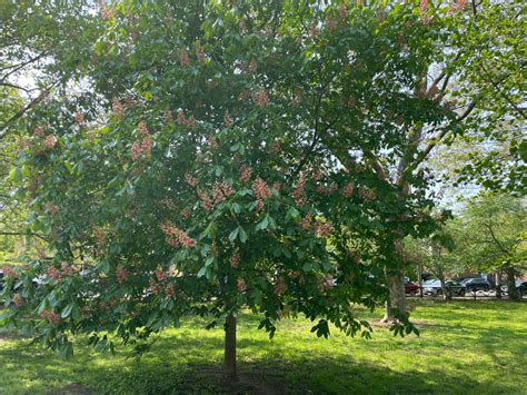 Aesculus Fort Mcnair Red Horse Chestnut Cricket Hill Garden