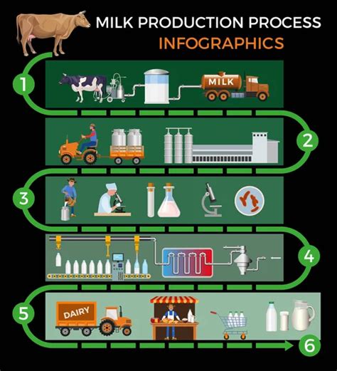 Infographic Milk Production Vector Art Stock Images Depositphotos