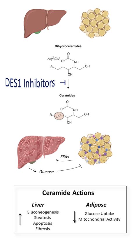 Lipid Metabolism and Cardiometabolic Disease – Discovery and Innovation