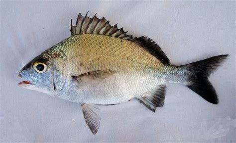 Mojarra photo and wallpaper. Cute Mojarra pictures