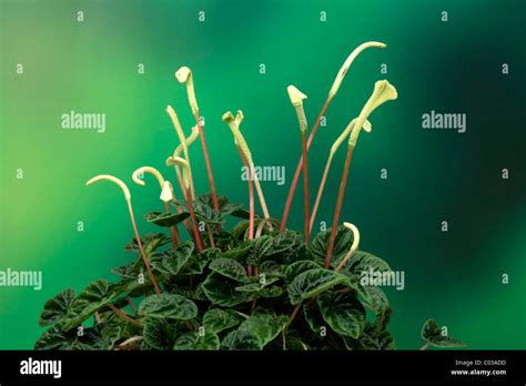 Emerald Ripple Peperomia Peperomia Caperata Hi Res Stock Photography