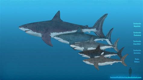 Evolution of Megalodon by SameerPrehistorica on DeviantArt