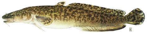 Burbot Guide - New York Natural Heritage Program