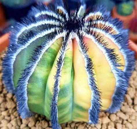 Пин от пользователя Aydın Dinçaslan на доске SUCCULENT&CACTUS ...