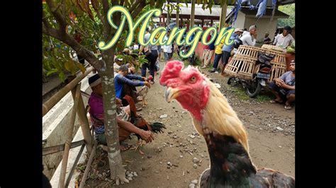Ayam Mangon Istimewa Youtube