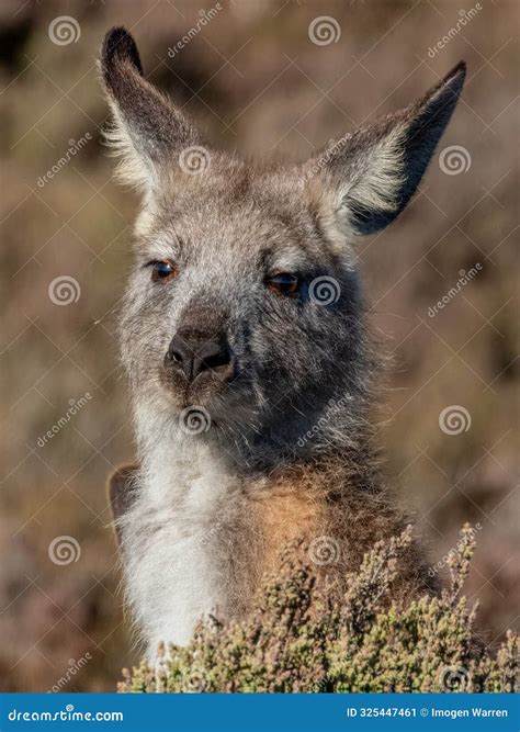 Wallaroo Or Euro Marsupial In South Australia Stock Image Image Of
