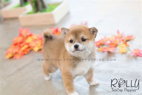 35 Teacup Shiba Inu Price Photo Codepromos