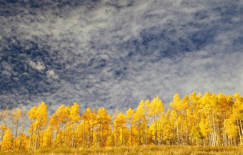 Golden Autumn Tree Wallpapers Wallpaper Cave