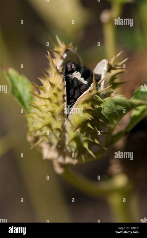 Stramonium Jimsonweed Thornapple Jimson Weed Datura Stramonium