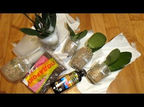 Я счастливый обладатель 5 новых орхидей от Mikiorchids. - YouTube