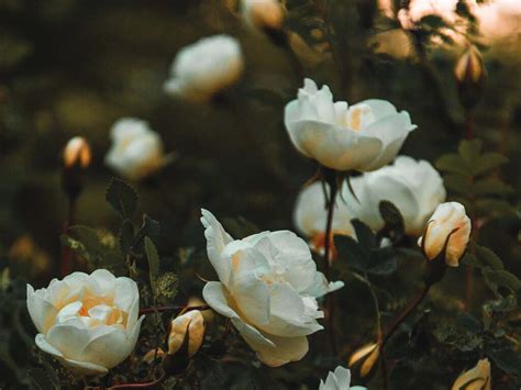 Rebellisk, romantisk, retro: upptäck ros i parfym! | Sniph