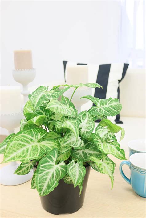 Types Of Indoor Plants With Pictures at Jasper Saranealis blog