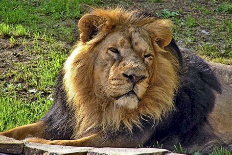 Пазл «Лёвушка» из 216 элементов | Собрать онлайн пазл №281475