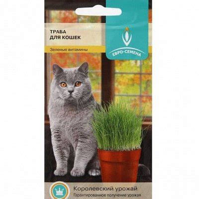 Товары для кошек купить. Совместные покупки на 100сп.