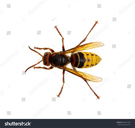 10,086 Hornet isolated on white Images, Stock Photos & Vectors | Shutterstock