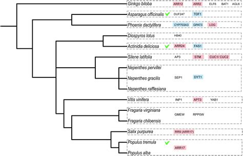 Frontiers The Diversity And Dynamics Of Sex Determination In Dioecious Plants