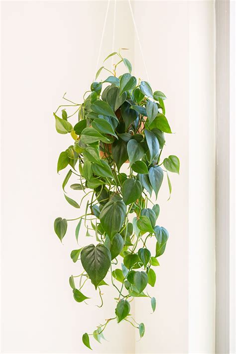 21 Best Hanging Indoor Plants To Maximize Vertical Space