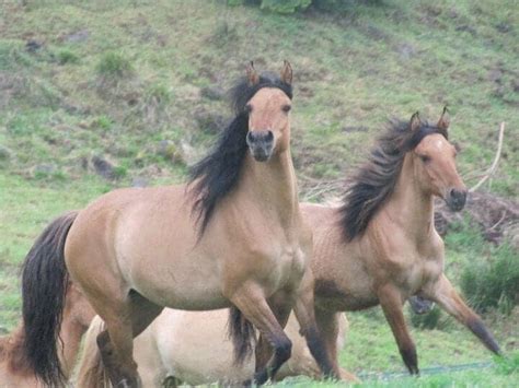 10 Things You Didnt Know About The Kiger Mustang