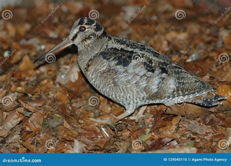 Eurasian Woodcock Houtsnip Scolopax Rusticola Stock Photo Image Of